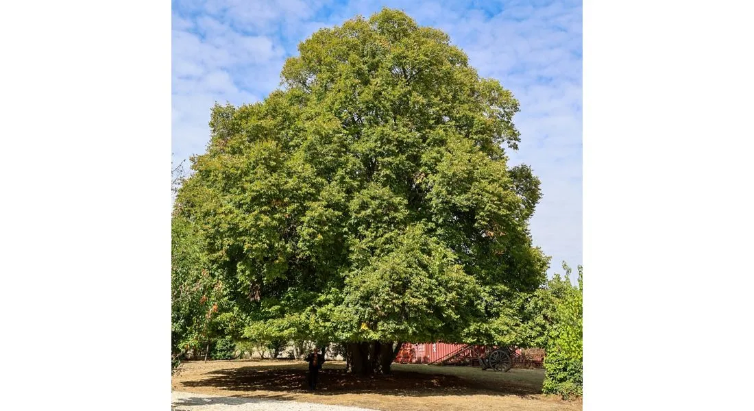 Arbre remarquable aux Ormes-sur-Voulzie