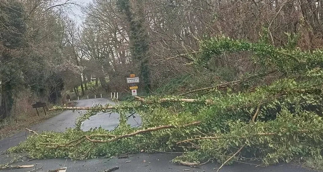 Des arbres ont chuté sur la route