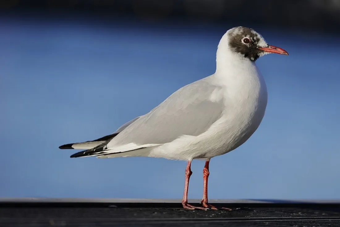 Une mouette