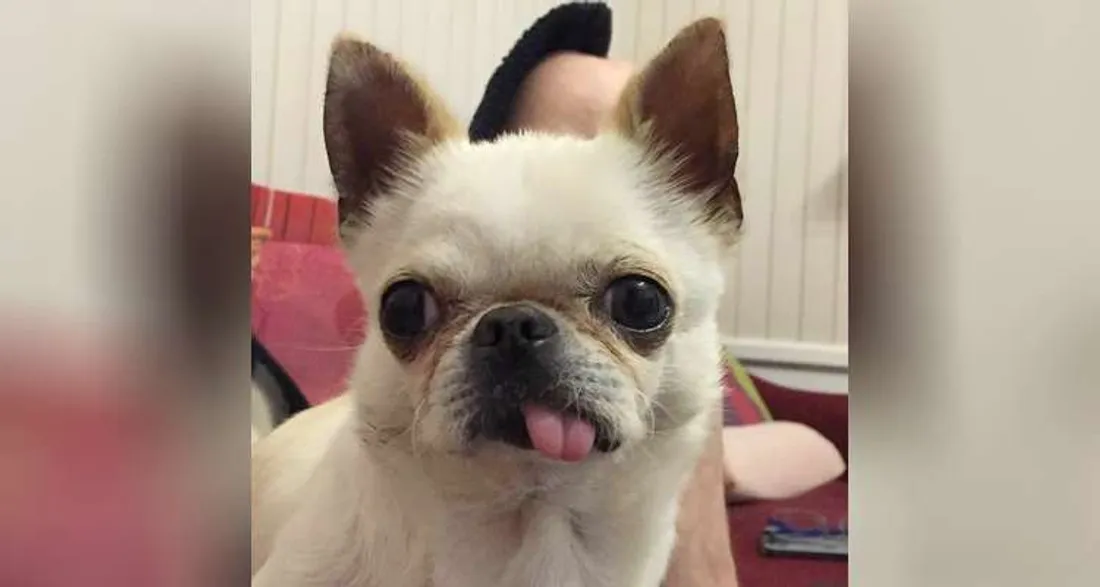 Brigand, chihuahua dérobé sous les yeux de sa maîtresse à Amiens