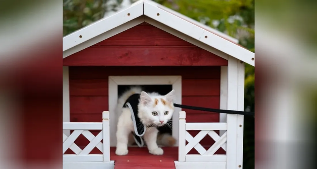 Cabane pour chats errants
