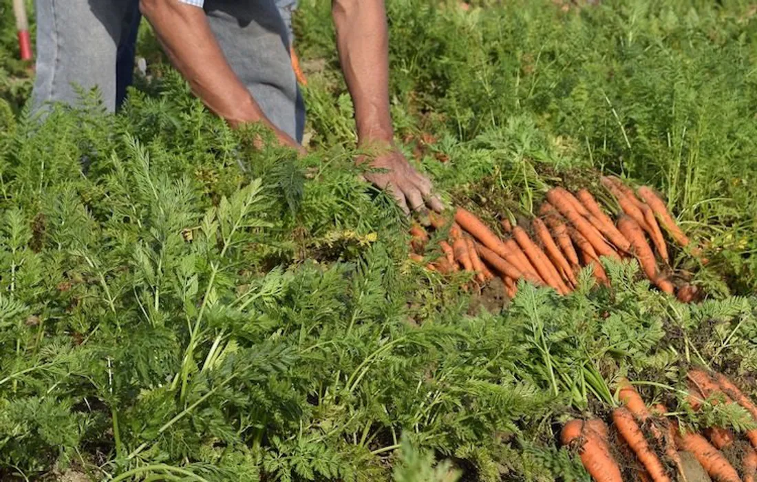 Cultures de carottes