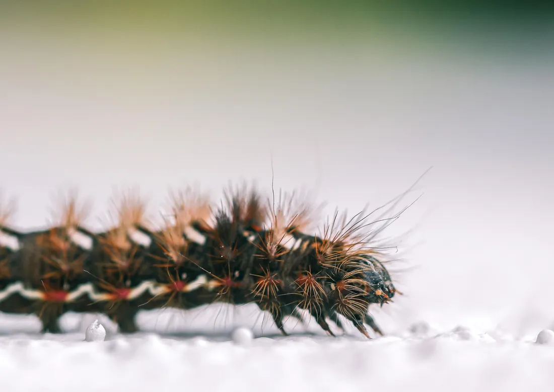 Chenille
