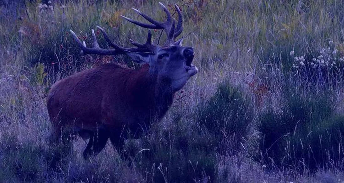 Cerf qui brame