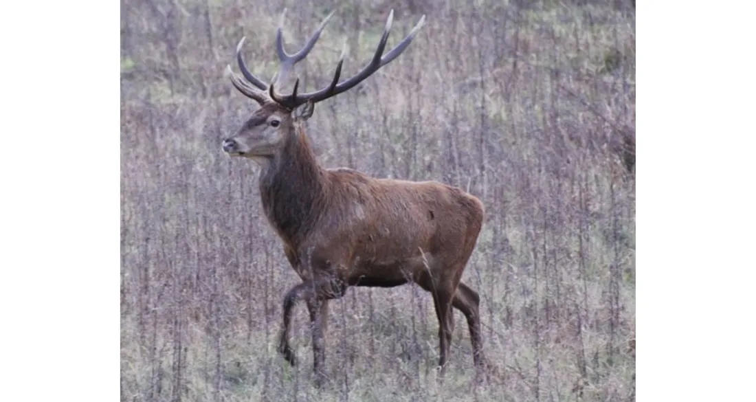 Cerf dans la Vallée de la Millière