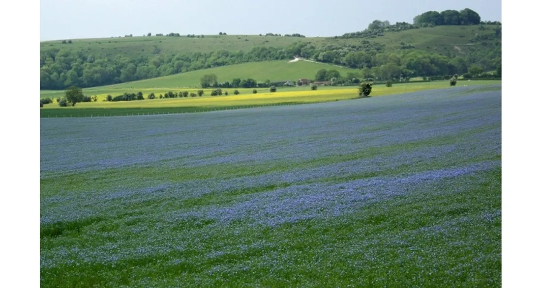 Champ de lin