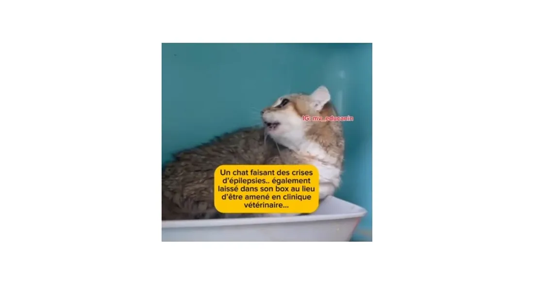 Chat à la fourrière de Vaux-le-Pénil