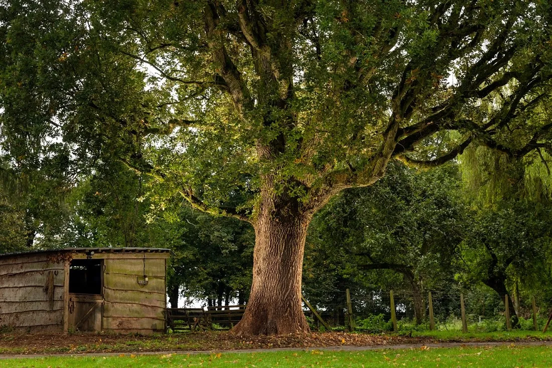 Chêne candidat des Hauts-de-France 2024