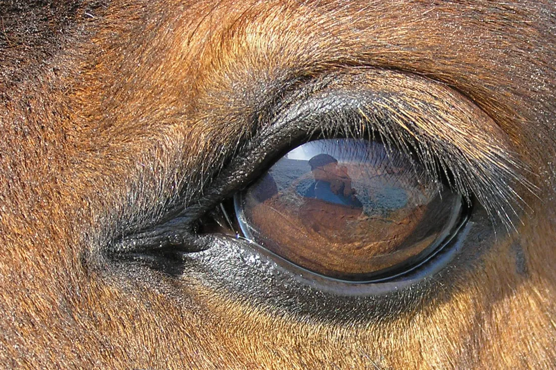 Oeil de cheval