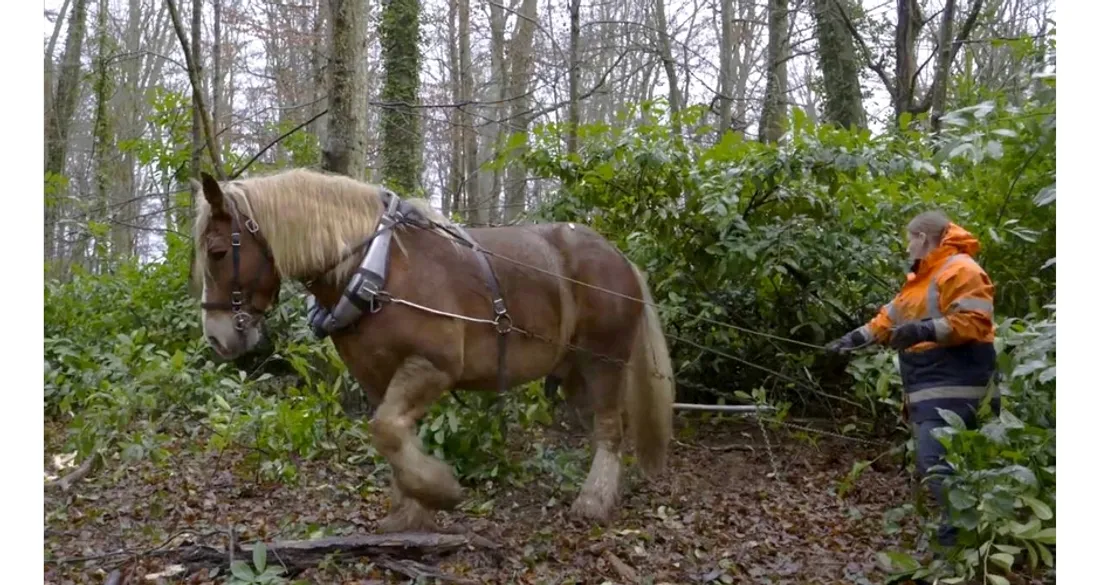 Cheval de trait en action