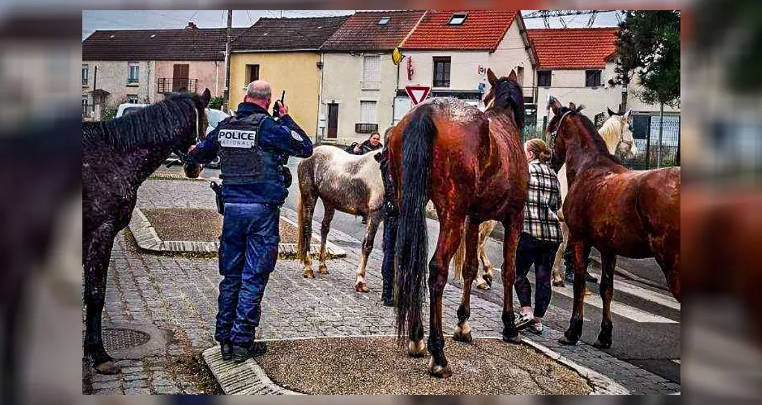 Chevaux en liberté dans Brétigny-sur-Orge