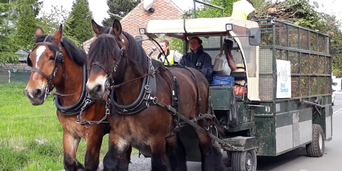 Collecte de déchets à cheval