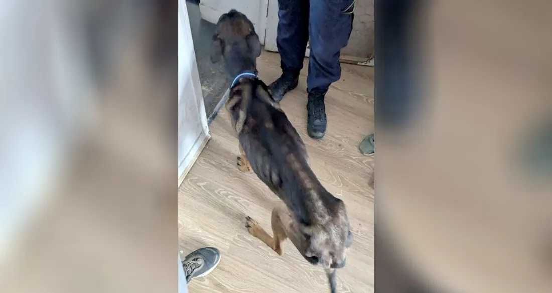 Chien abandonné à Angerville