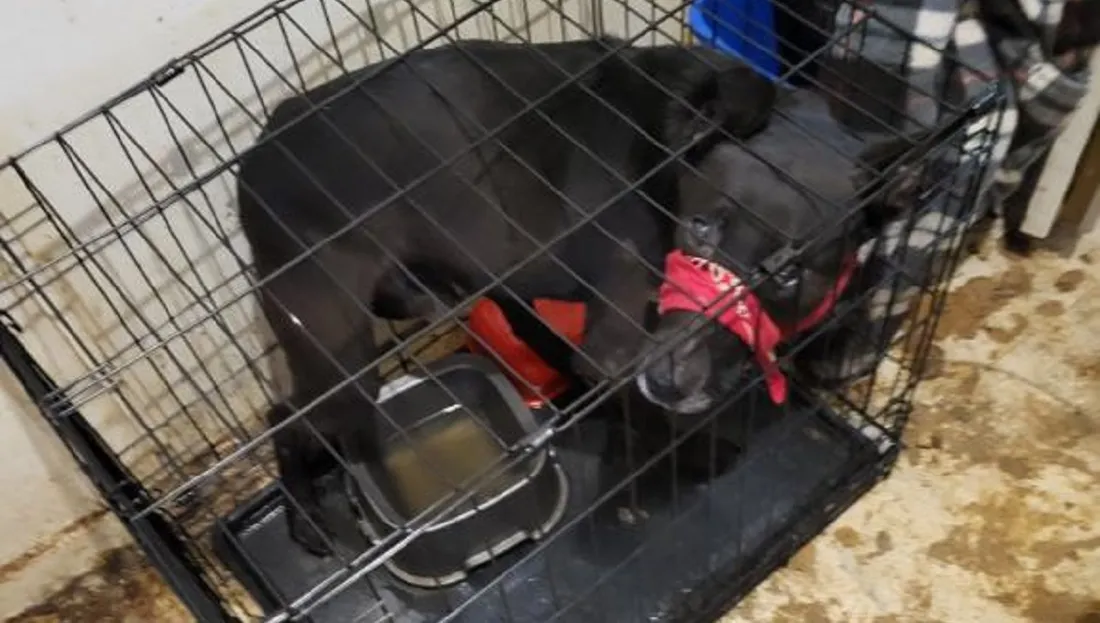 Chien maltraité à Amiens