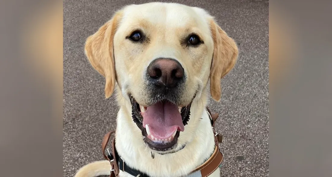 Chien-guide d'aveugle