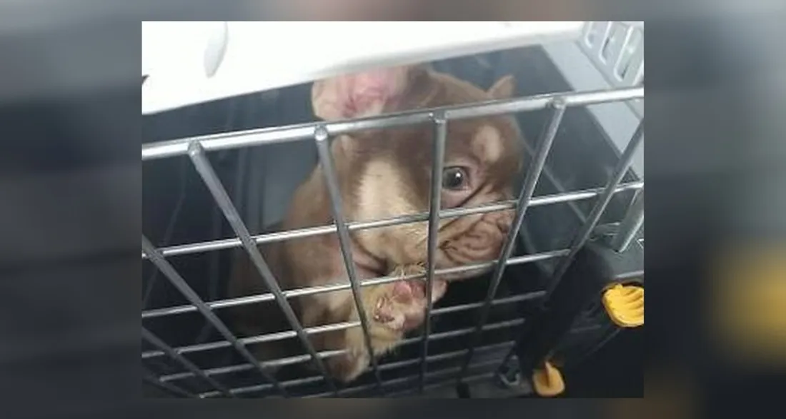 Chien pris en charge