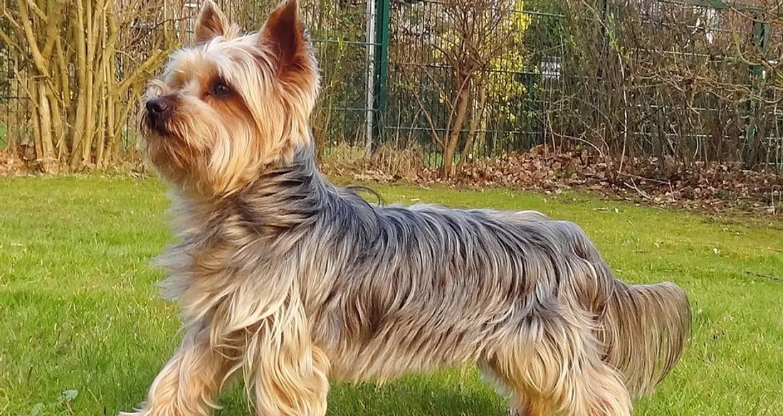 Chien Yorkshire