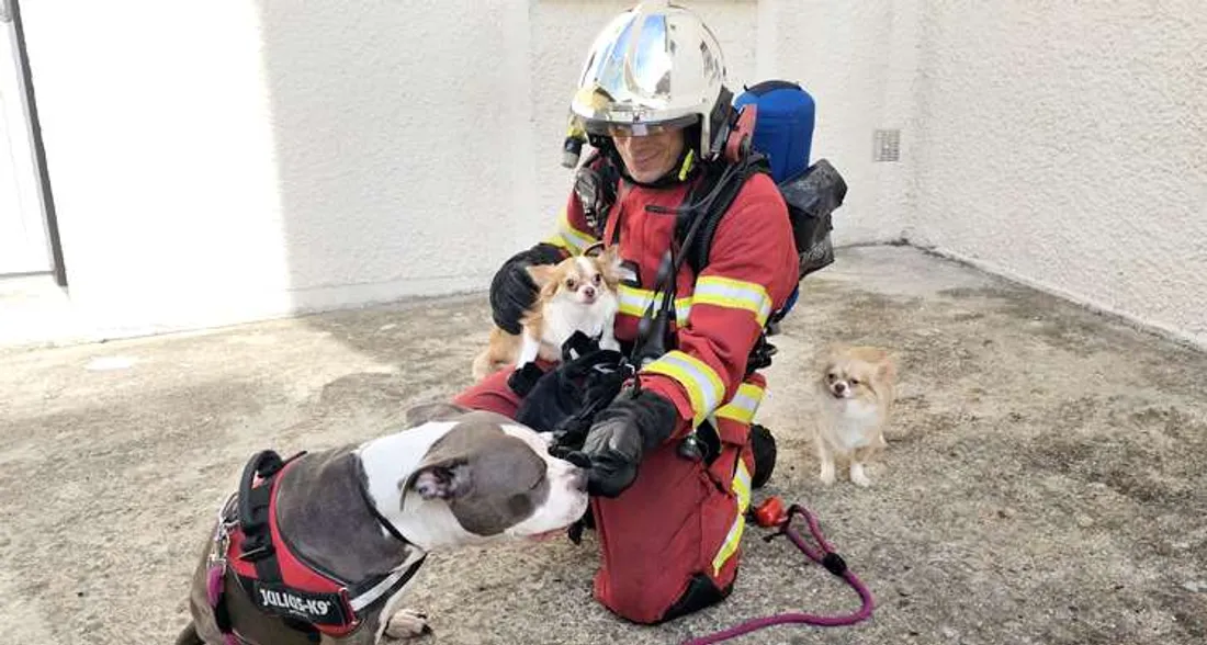 Chiens sauvés à Venette