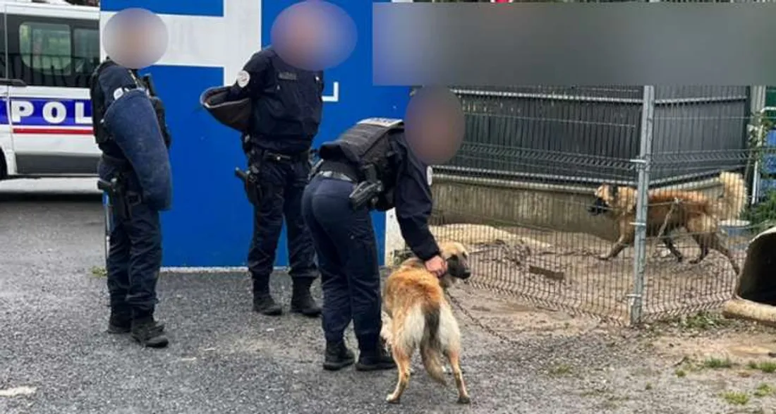 Chiens secourus à Creil