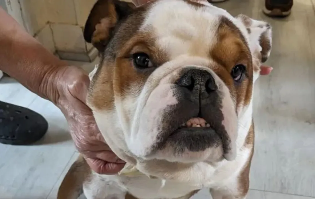 Gordo, le chien torturé au sèche-cheveux