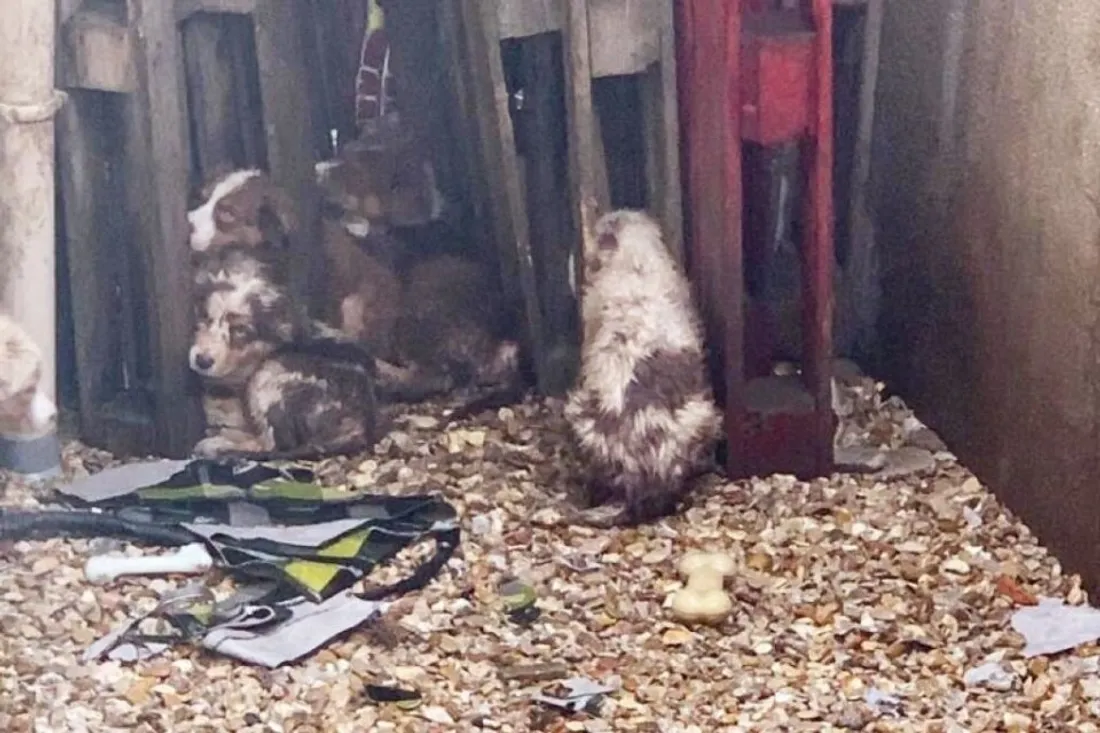 Chiots affamés à Evry-Courcouronnes