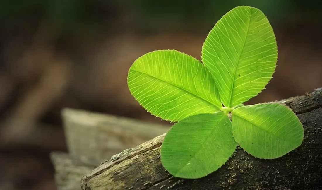 Trèfle à quatre feuilles