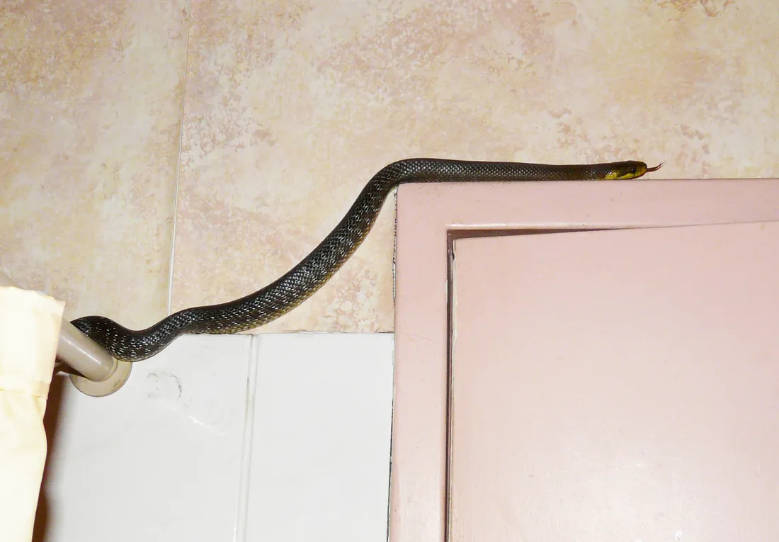 Couleuvre d'Esculape