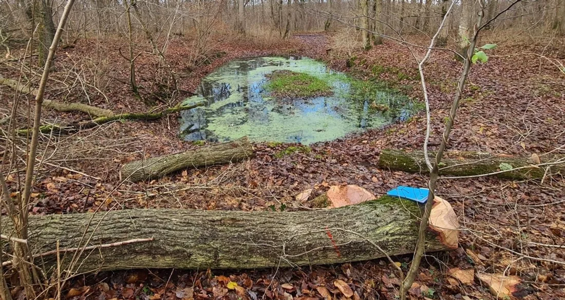 Coupe d'arbres dans la forêt de Beynes