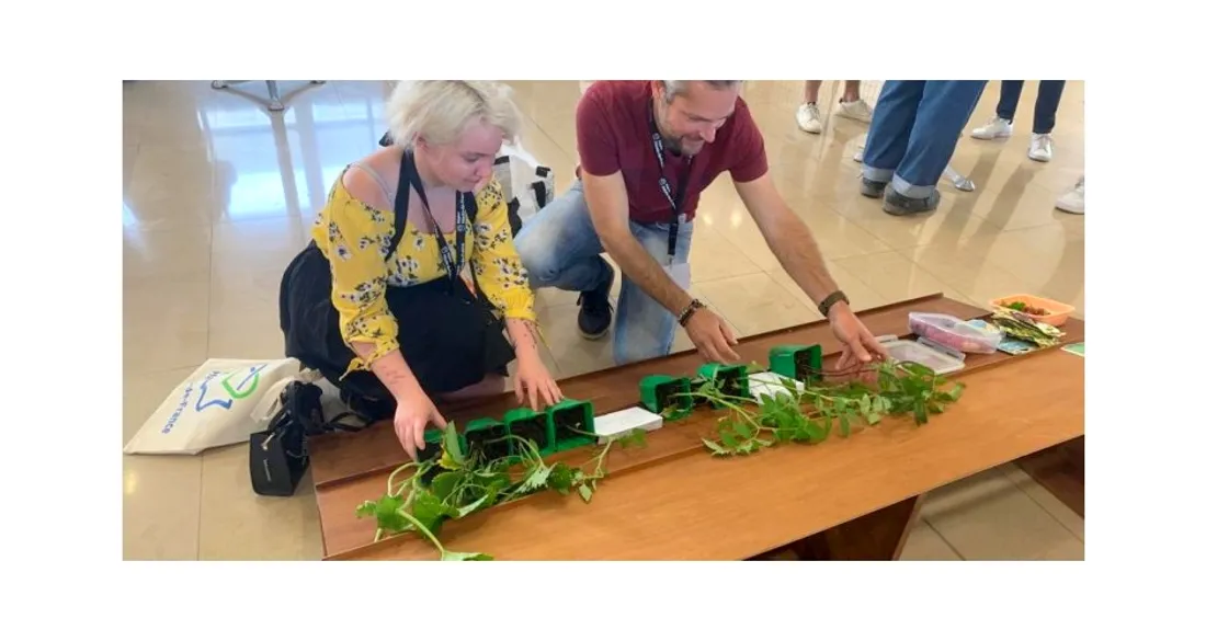 Coupe de potager de France