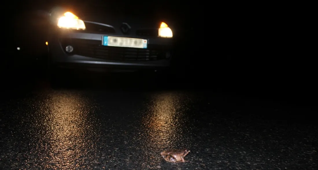 Crapeau devant une voiture