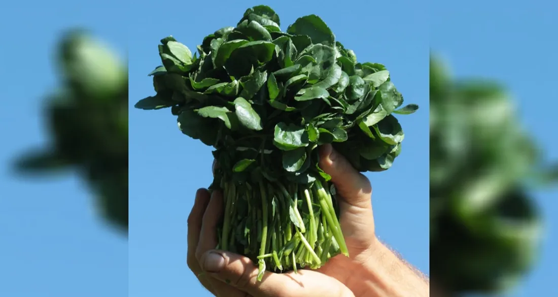 Cresson du Gâtinais