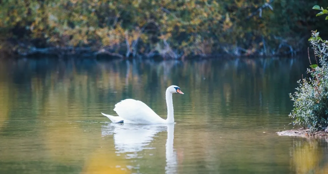 Un cygne sur un lac