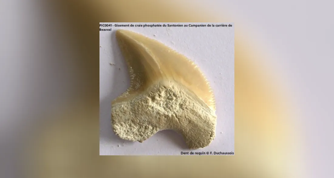 Dent de requin fossilisée