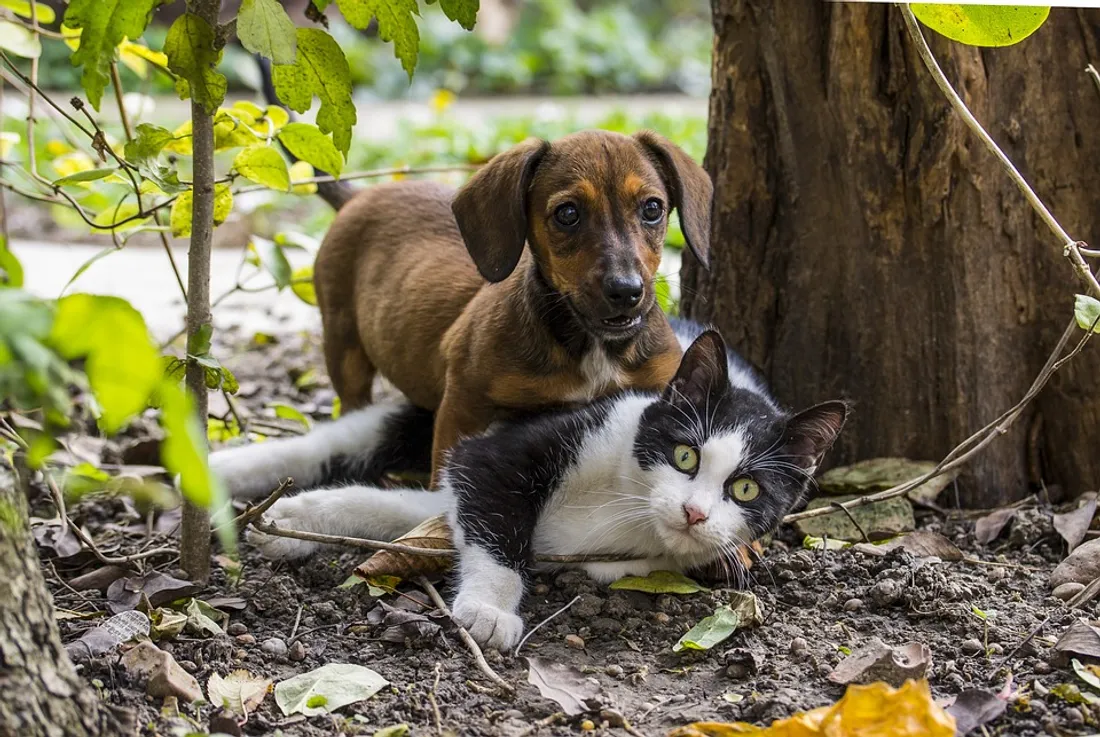Chat et chien