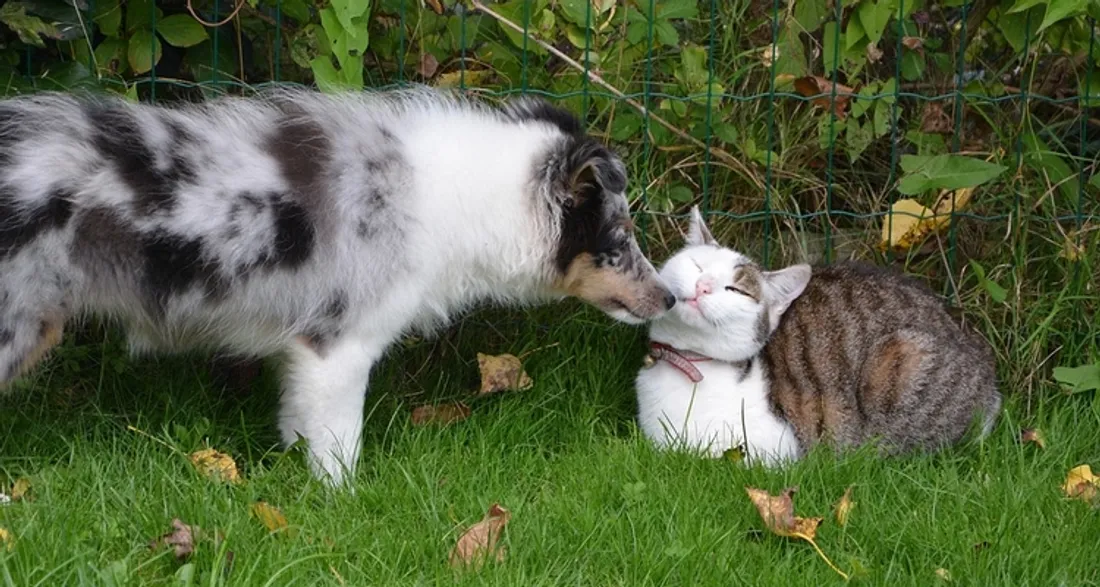 Chien et chat