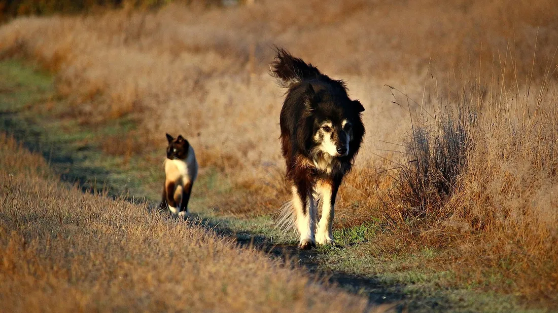 Chat et chien