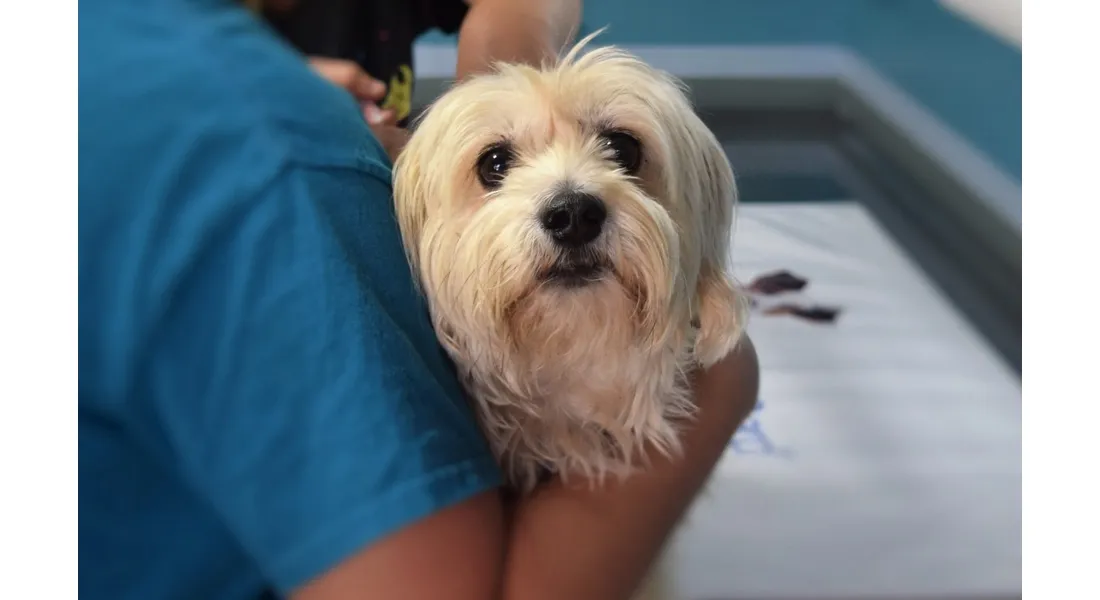 Chien chez le vétérinaire