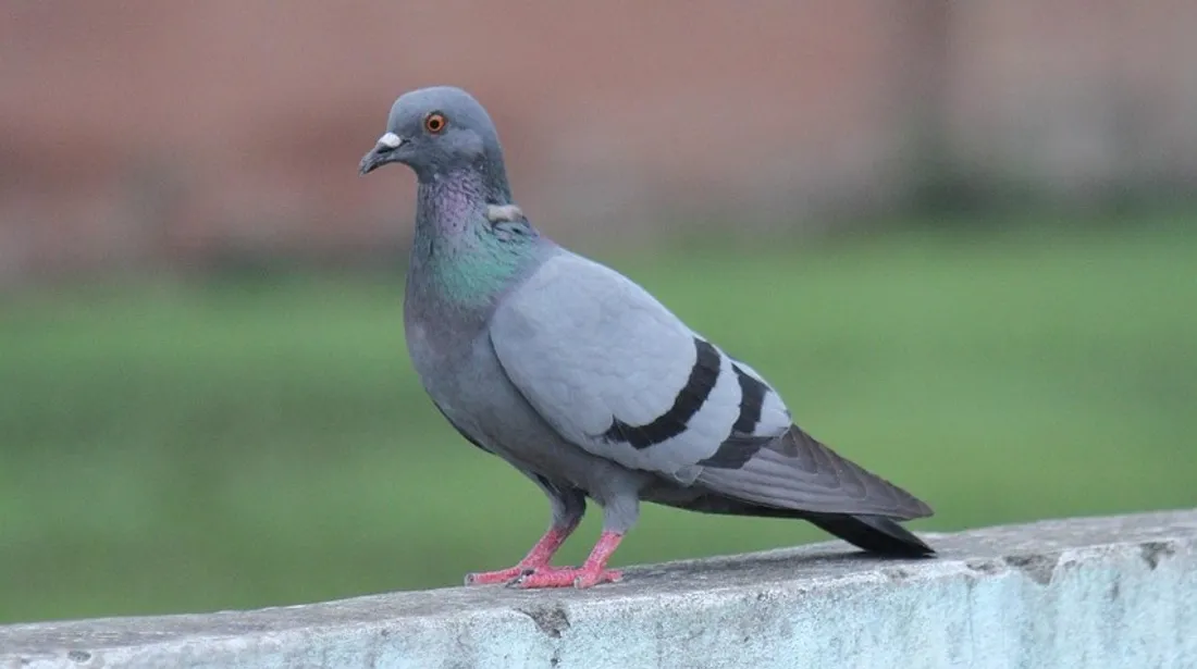 Pigeon