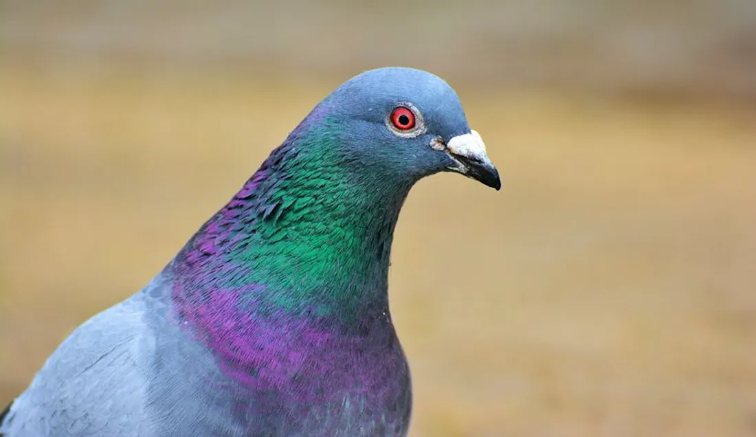 Pigeon