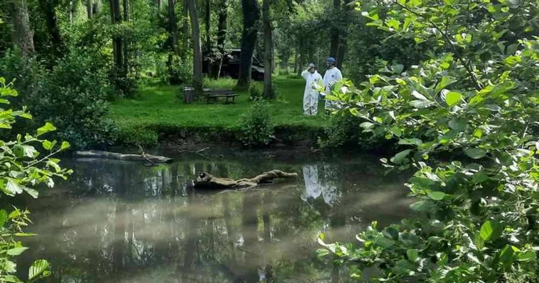 Nettoyage du cours d'eau