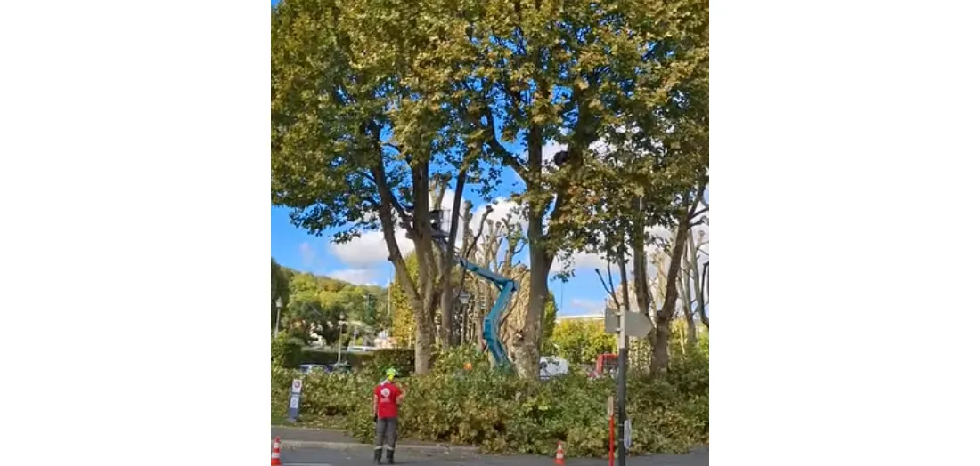 Élagage de platanes à Meaux
