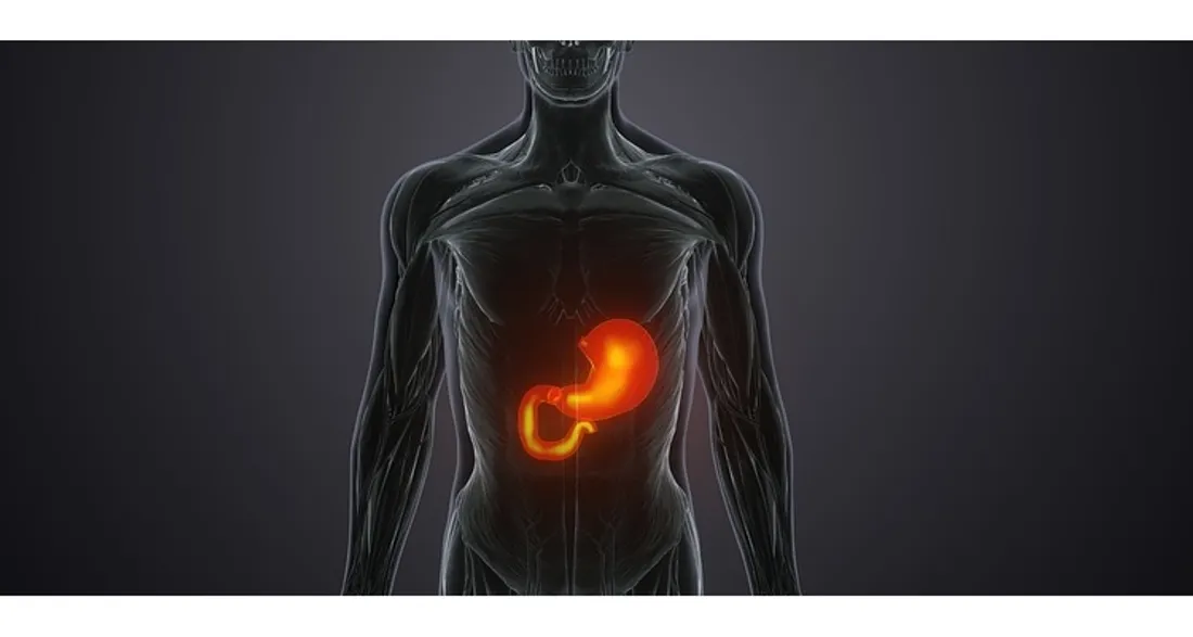 Corps humain avec l'estomac mis en évidence