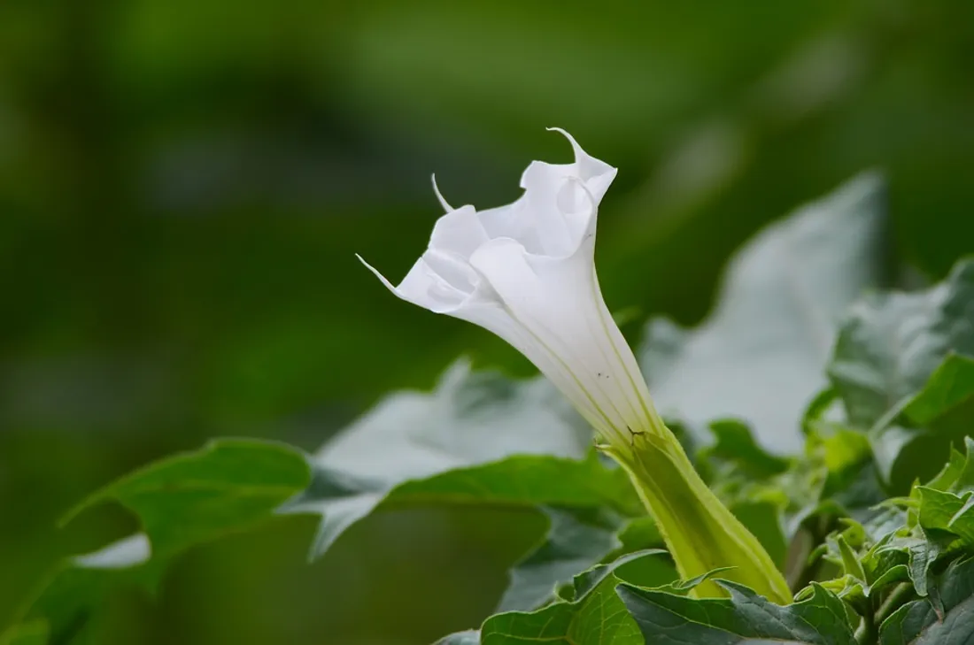 Fleur de datura