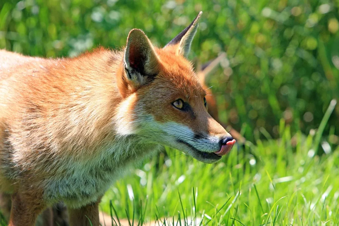 Renard