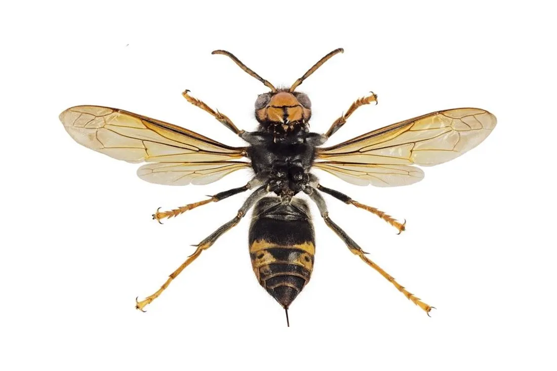 Frelon asiatique