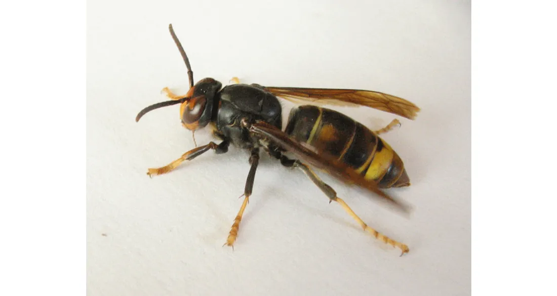Frelon asiatique