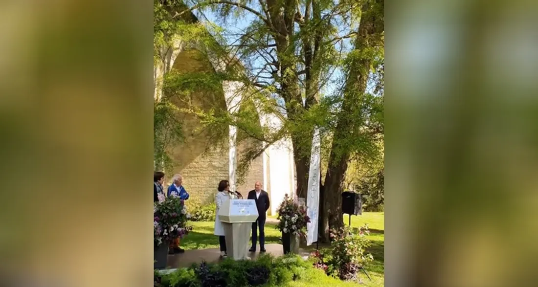 Le ginkgo biloba remarquable de Chartres