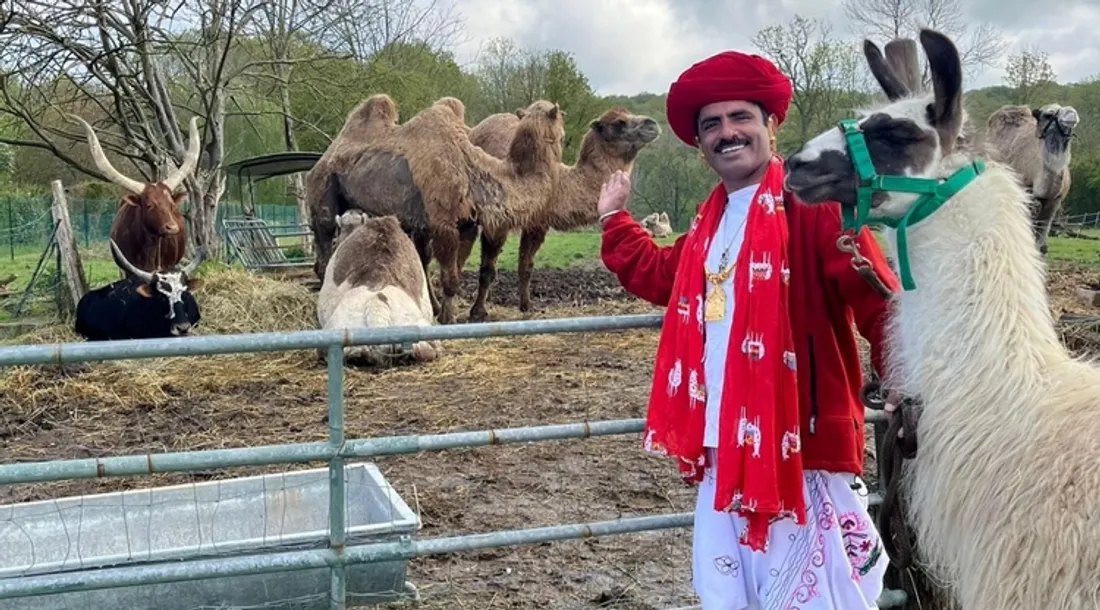 Homme, lama et chameaux