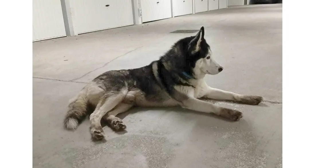 Le husky Jackob a parcouru un très long chemin