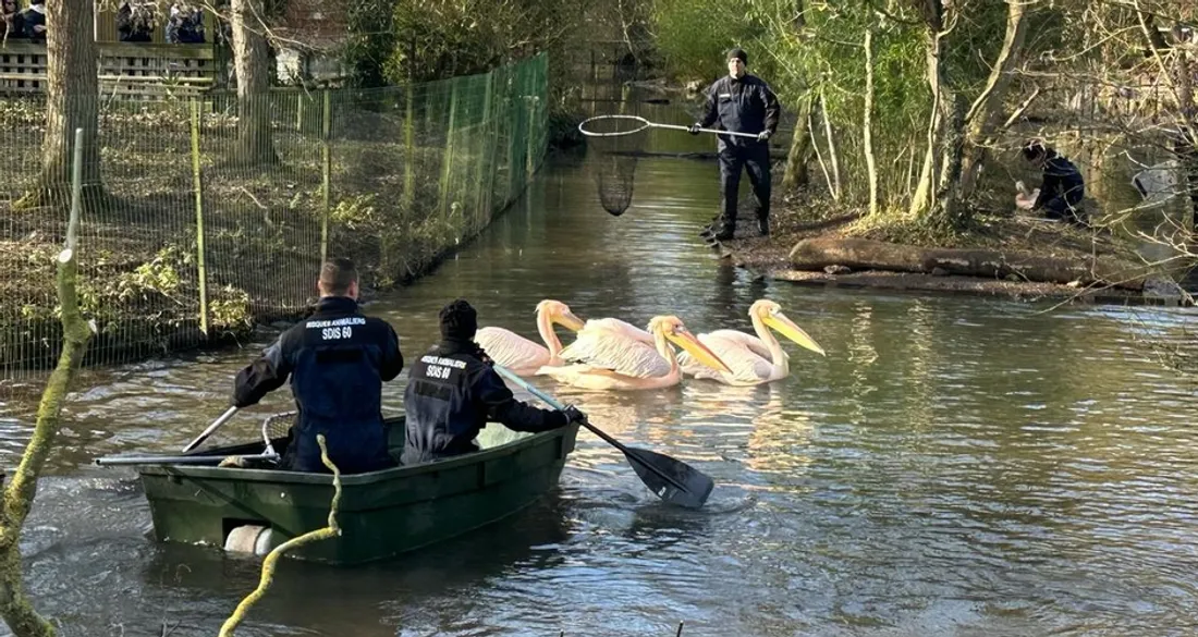Sauveteurs animaliers